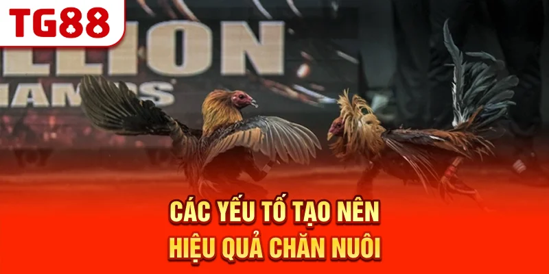 Các Yếu Tố Tạo Nên Hiệu Quả Chăn Nuôi