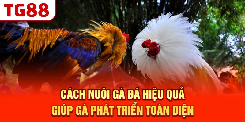 Cách Nuôi Gà Đá Hiệu Quả Giúp Gà Phát Triển Toàn Diện