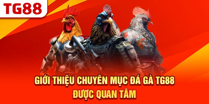 Giới Thiệu Chuyên Mục Đá Gà TG88 Được Quan Tâm