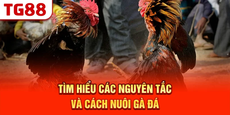 Tìm Hiểu Các Nguyên Tắc Và Cách Nuôi Gà Đá